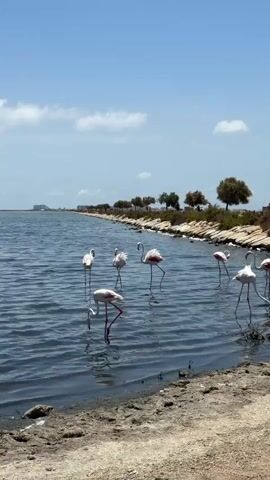 The video shows a calm, blue body of water with several flamingos wading near the shore. The flamingos are mostly white with pink accents on their wings and legs. Some of them are standing still, while others are bending down to drink or feed from the water. The shoreline is made up of sand and small rocks, with some dry vegetation further back. In the distance, there is a line of trees and a few buildings. The sky is clear blue with a few scattered white clouds. The overall impression is one of a peaceful natural environment.