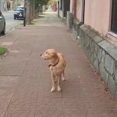 A light brown dog with a red collar stands on a tiled sidewalk. The dog is facing left and looking away from the camera. Behind the dog, a row of trees lines the sidewalk. Further back, cars are parked on the street. To the right of the sidewalk, a pale pink building with a grey stone foundation runs along the street. The scene appears to be a residential area.