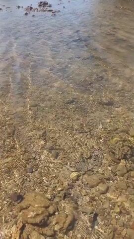 The video shows a clear shallow body of water, likely the sea, with a sandy and rocky bottom visible through the water. In the distance, there are several rocks or small islands jutting out of the water, and a single tree-like plant grows on one of these formations. The sky is clear and blue. The camera is held at a low angle, looking out over the water.