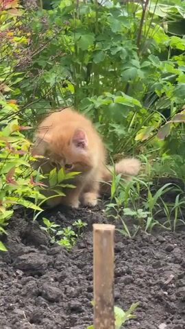 A fluffy orange kitten sits amongst lush green foliage. The kitten is positioned in the center of the frame, looking slightly to its right. The background is filled with various green plants and leaves, suggesting an outdoor garden setting. The ground in the foreground appears to be dark soil.