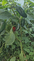 Backyard garden plants and flowers in Blagoevgrad