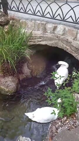 Two white swans are swimming in a narrow stream that flows under a stone arch bridge. The water is clear and shallow, allowing the rocks and stream bed to be visible. Tall green grass grows on the left bank of the stream. The bridge has a decorative stone railing at the top. The scene appears to be outdoors in a natural or park-like setting. The video pans slightly to the right, revealing more of the water and rocks.