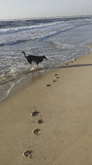 Dogs playing on a wet beach in Hof Ashkelon, Israel