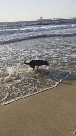 Dogs playing on a wet beach in Hof Ashkelon, Israel