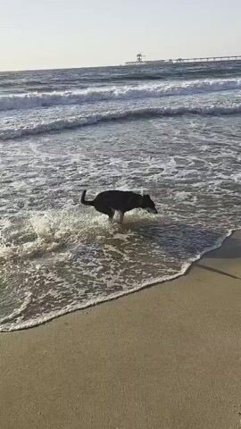 A dog trots along the wet sand at the edge of the ocean. The dog is dark gray with some white markings and has a dark tail. The dog kicks up water as it moves. In the foreground, a set of paw prints are visible in the sand. The ocean has waves breaking, and a pier is visible in the distance. The sky is clear and bright.