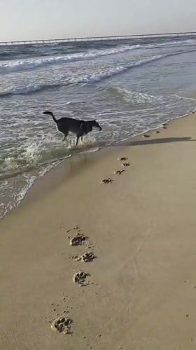 Dogs playing on a wet beach in Hof Ashkelon, Israel