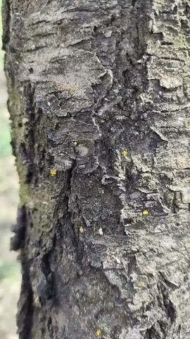 The camera is focused on the bark of a tree, showcasing its rough, textured surface with various shades of gray and black. There are a few small yellow spots scattered across the bark. An ant is walking across the bark, near a crevice. The background is blurry, but appears to be outdoors, with hints of green foliage.