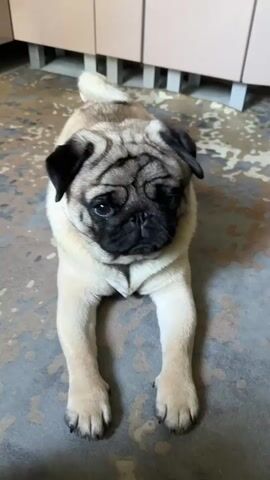 The video shows a close-up shot of a fawn-colored pug puppy lying down on a patterned floor. The puppy's face is the primary focus, with its wrinkled forehead, dark eyes, and black snout clearly visible. The background is slightly blurred, showing what appears to be a cabinet or furniture with light-colored doors. The puppy's paws are extended in front of it. The camera slowly zooms in on the puppy's face throughout the short clip.