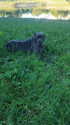 This is a video of a dark-colored dog lying in tall green grass near a body of water. The dog is wearing a silver chain collar. The sun appears to be setting, casting a warm light on the scene and creating reflections on the water. The background shows trees and what appears to be buildings on the opposite bank of the water, possibly in Novyi Rozdil, Ukraine. The overall mood of the video is peaceful and serene, with the dog seemingly relaxed and enjoying its surroundings. There is no visible text in the video.