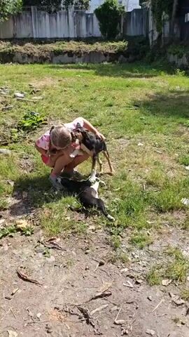 A young girl with blonde hair in two pigtails, wearing a pink shirt with hearts and pink shorts, crouches on a sunny patch of grass. She interacts with two small puppies. One puppy, black and tan, stands on top of another puppy, which is black and white and lying on its back. The girl gently pets the standing puppy. In the background, there is a concrete well structure, some dry ground, and a fence, with trees and buildings further in the distance.