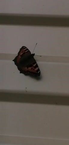 A dark butterfly with orange and black markings rests on a horizontal, textured surface. The butterfly's wings are partially open, revealing the intricate patterns. The surface appears to be off-white and has horizontal ridges or grooves. The lighting is dim, casting a slight shadow on the surface. There are no other visible objects or people in the frame.