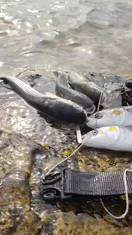 The video shows a close-up, low-angle shot of several freshly caught fish lying on wet, rocky terrain near the edge of clear, shallow water. A pair of purple-tinted swim goggles and a black snorkel are placed on top of two of the fish. There is also a black strap with a buckle and some lead weights visible in the foreground. The fish appear to be of a similar size and species, with silver scales and some darker stripes. The overall scene suggests a recent spearfishing or fishing expedition.