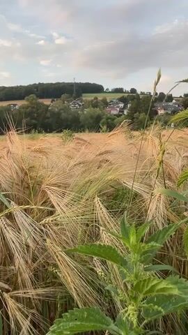 The video shows a close-up of a field of ripe barley under a cloudy sky. In the background, a small village is visible nestled among trees on a hill. The barley stalks are golden and swaying gently, some with green leaves still attached. The sky is a pale blue with scattered white clouds. The camera is focused on the barley field, with the village and trees blurred in the background. The overall impression is one of a rural, peaceful landscape.