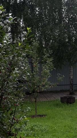 A tree with red berries is in the foreground to the left. To the right of that tree is a small apple tree with several apples. In the background is a dark gray metal fence. Behind the fence are tall trees with dark green leaves. A birch tree with white bark is to the right of the fence. In the grass to the right of the birch tree is a black metal fire pit. The grass is green and appears to be recently watered. The sky is overcast. The video is from the perspective of someone standing in the yard looking at the trees and fence.