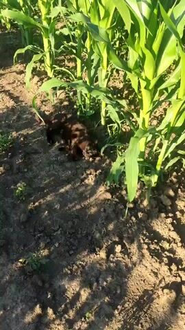 This is a video clip filmed outdoors in Mykolaivka, Ukraine, likely during daylight hours given the bright sunlight casting distinct shadows. The scene is a field of young corn plants, with their tall green stalks and broad leaves dominating the upper portion of the frame. The ground beneath the corn is dry, cracked soil with some small green weeds sparsely growing.

The central subject is a small, dark-colored animal, appearing to be a cat, moving through the corn stalks. It is mostly obscured by the plants, but its body is visible as it navigates the dense foliage. The cat's fur is dark brown and appears somewhat glossy in the sunlight. Its head is lowered, as if it is sniffing or searching for something in the soil. The overall atmosphere of the video is quiet and natural, with the rustling of corn leaves or any vocalizations from the cat not audible in this short clip. There is no visible text in the frame.