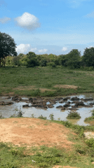 Water buffalo herd bathes in muddy pond in Samanalagama