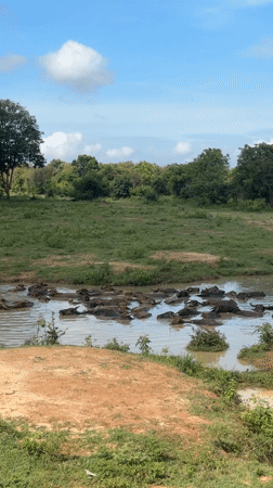 Water buffalo herd bathes in muddy pond in Samanalagama