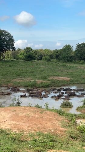 Water buffalo herd bathes in muddy pond in Samanalagama