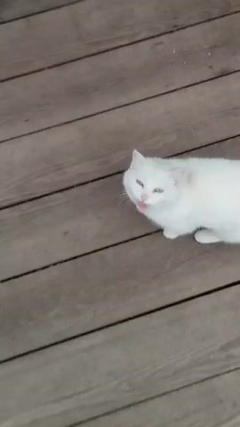 A white cat is on a wooden surface. The cat opens its mouth as if to meow. The camera then moves closer to the cat's face, showing its nose and whiskers. The camera then pans up, showing a white blur that may be the cat's fur.