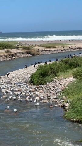 The video shows a stream with a rocky bank running towards the ocean on a sunny day. Many seagulls and black vultures are perched on the rocks and edges of the stream.  In the background, waves crash on a sandy beach where a few people are walking. In the distance, a cargo ship is visible on the horizon. The stream flows towards the ocean, creating a channel through the rocks and vegetation.