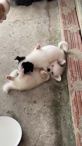 In the video, three puppies are playing on a concrete floor next to a brick wall. One puppy, mostly white with brown markings on its head, stands on the left, nudging another puppy that is lying on its back. This second puppy, predominantly white with black markings on its face and back, is being playfully attacked by the third puppy. The third puppy, also mostly white and fluffy, is lying on top of the second puppy, with its paws in the air. A white bowl with a liquid, likely milk, is visible in the lower-left corner. Behind the puppies, a purple wheeled cart is partially visible, with what appear to be several cats or kittens underneath it. The lighting suggests an outdoor or semi-outdoor environment.