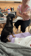 Woman spends morning with small dog in Sliven home