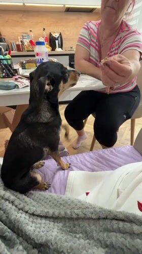 Woman spends morning with small dog in Sliven home