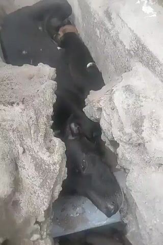 The video shows two puppies snuggled against a larger black dog, with one puppy latched onto the larger dog's teat. The puppies are small and appear to be very young, with one being lighter brown and the other black with white markings. They are in a confined space with rough, light-colored walls that appear to be made of rock or concrete. The lighting is dim, suggesting an enclosed or shaded area. The larger dog is lying down, and the puppies are nestled against its body. The scene appears to be one of maternal care.