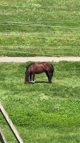 A brown horse grazes in a green field. The field is lined with thin white wires, and a road runs parallel to the field. In the background, a small white building and a tall tower are visible. The sky is blue with scattered white clouds.