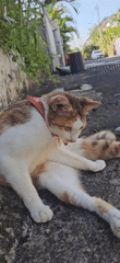 Cat with red collar grooming on concrete in Kuta Selatan