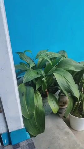 A vertical video pans slightly to the right showing several potted plants against a bright blue wall. In the foreground, on gray concrete steps, are two white pots containing snake plants. To the left, in a larger pot that is partially obscured by plastic, is a plant with large, glossy green leaves, possibly a peace lily. Behind these plants, in the background, is a red motorcycle parked on a paved surface. The lighting suggests daytime.