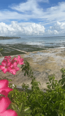 Morning seaweed farming operations observed on Nusa Penida coastline
