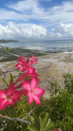 Morning seaweed farming operations observed on Nusa Penida coastline