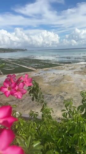 Morning seaweed farming operations observed on Nusa Penida coastline