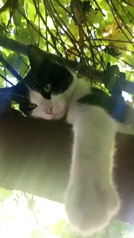 A black and white cat is resting on a horizontal beam under a canopy of green leaves and vines. The cat is looking down and to the left. Sunlight is filtering through the leaves, creating lens flares in the lower right portion of the frame.