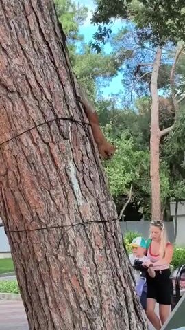 A squirrel is climbing up a large tree trunk. The squirrel has reddish-brown fur and a long bushy tail. It is holding something in its paws and appears to be eating it. Below the squirrel, a woman and a child are looking up at it. The woman is wearing a red and white striped top and black shorts, and the child is wearing a yellow hat and blue shirt. The tree trunk is wide and covered in rough bark, with two black wires wrapped around it. The background is filled with green trees and a blue sky. The scene appears to be outdoors, possibly in a park or garden.