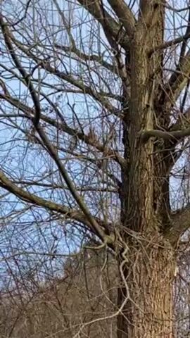 The camera is pointed up at a large tree with bare branches against a pale blue sky. A brown squirrel is partially visible perched on one of the branches, then scurries out of view behind the trunk. The camera remains still, continuing to focus on the tree.