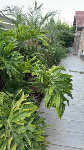This media file showcases a verdant garden path, likely in Gedera, Israel. The scene is dominated by lush, tropical foliage, featuring large, deeply lobed green leaves and slender palm fronds. Several potted plants are visible along the edge of the path, one containing a yellow hose coiled neatly. The pathway itself is paved with light-colored, rectangular stones, with circular metal manhole covers embedded at intervals.

The garden appears well-maintained, with a variety of plant types creating a dense, layered effect. In the background, a light-colored wooden fence separates the garden from other structures, hinting at a residential or possibly commercial setting. A glimpse of a building with a tiled roof is visible on the right side. The overall impression is one of a peaceful, sun-drenched outdoor space.

The time of day appears to be daytime, likely morning or late afternoon, given the soft natural light that illuminates the scene without harsh shadows. The weather seems pleasant, suitable for outdoor enjoyment, with no indication of rain or extreme temperatures. The foliage suggests a warm climate. No people are visible in the media. There is no visible text in the media file. The scene evokes a sense of tranquility and natural beauty, a serene escape within an urban or suburban environment.
