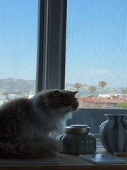 Los Angeles resident documents Persian cat and domestic moments