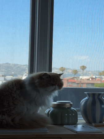 Los Angeles resident documents Persian cat and domestic moments
