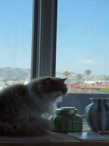 Los Angeles resident documents Persian cat and domestic moments