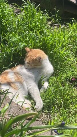 The video shows an orange and white cat lying in a patch of green grass and licking its back. The cat is lying on its side and the sun is shining brightly on the scene. Some blue flowers are visible in the foreground.