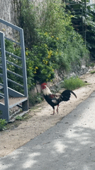 Rooster spotted near gate in Đà Lạt residential area