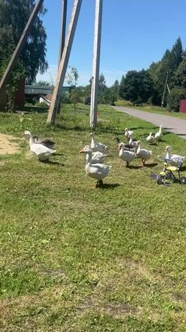 A flock of domestic geese are gathered on a grassy area near a road. Most of the geese are white, with a few brown and grey ones mixed in. They are walking around, pecking at the grass, and interacting with each other. One goose in the foreground is looking directly at the camera. To the right of the geese, a small yellow and blue toy tricycle is visible on the grass. In the background, there are trees, a wooden pole with wires, a building, and a fence. The sky is clear and blue, indicating a sunny day. The overall scene depicts a rural or semi-rural setting with animals outdoors.