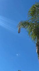Sunny palm tree scene on a clear Coronado evening