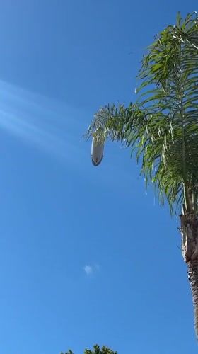 Sunny palm tree scene on a clear Coronado evening