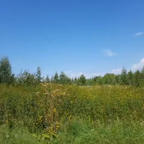 The video shows a view from a moving vehicle, looking out at a natural landscape. The foreground is dominated by green grass and other low-lying vegetation, with some hints of yellow flowers. Behind this, there is a dense area of trees and bushes, primarily in shades of green and yellow. The sky above is blue with some scattered white clouds. The trees appear to be a mix of coniferous and deciduous types, with the branches of a large conifer visible in the upper left quadrant of the first frame. The perspective suggests the viewer is traveling through a rural or natural area, likely alongside a road or pathway. There are no people or man-made objects clearly visible in the frames.