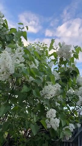 The video shows a large lilac bush with white flowers. The bush has many green leaves and is full of blossoms. The sky in the background is blue with some white clouds. The video is taken from a low angle, looking up at the bush and the sky. A grey metal fence is visible at the lower right of the frame.