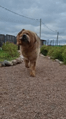 Russian village resident documents fluffy dog and vintage Soviet watches