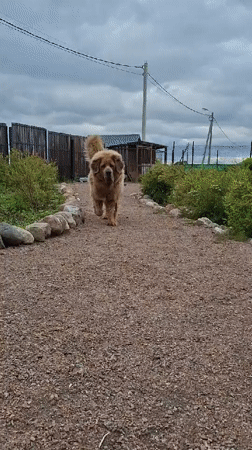 Russian village resident documents fluffy dog and vintage Soviet watches